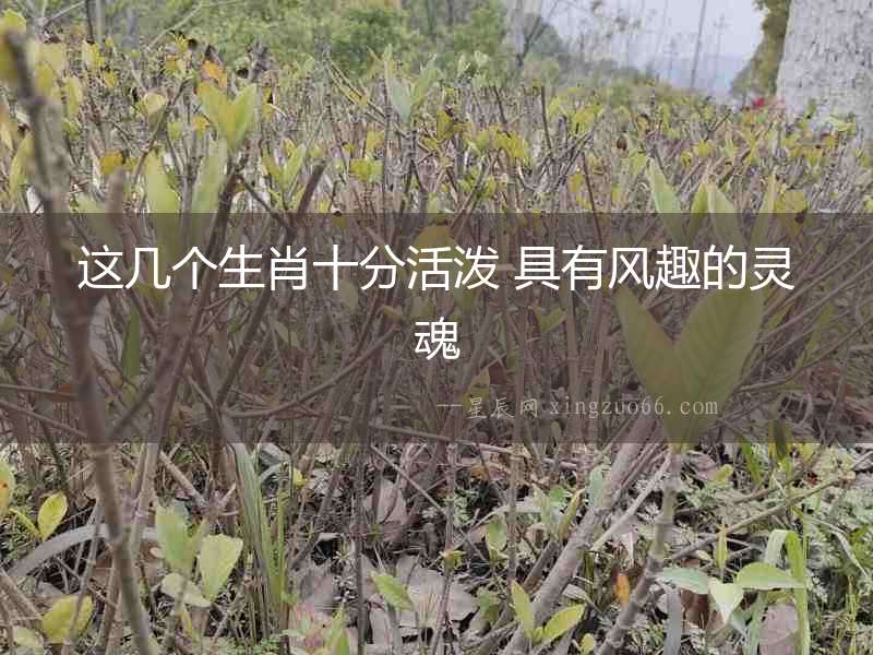 這幾個(gè)生肖十分活潑 具有風(fēng)趣的靈魂