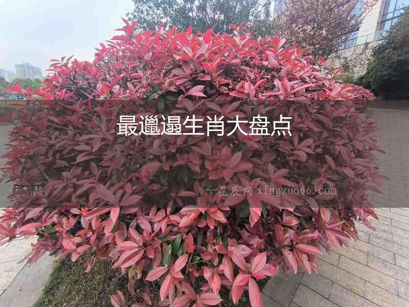 最邋遢生肖大盤點(diǎn)