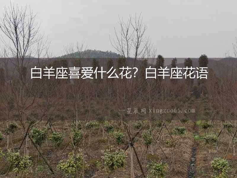 白羊座喜愛什么花？白羊座花語