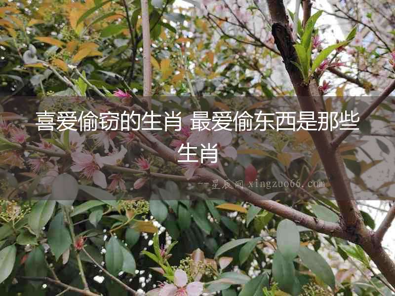 喜愛偷竊的生肖 最愛偷東西是那些生肖