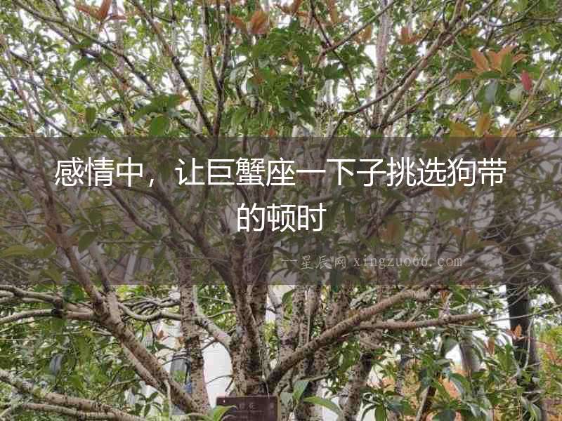 感情中，讓巨蟹座一下子挑選狗帶的頓時(shí)