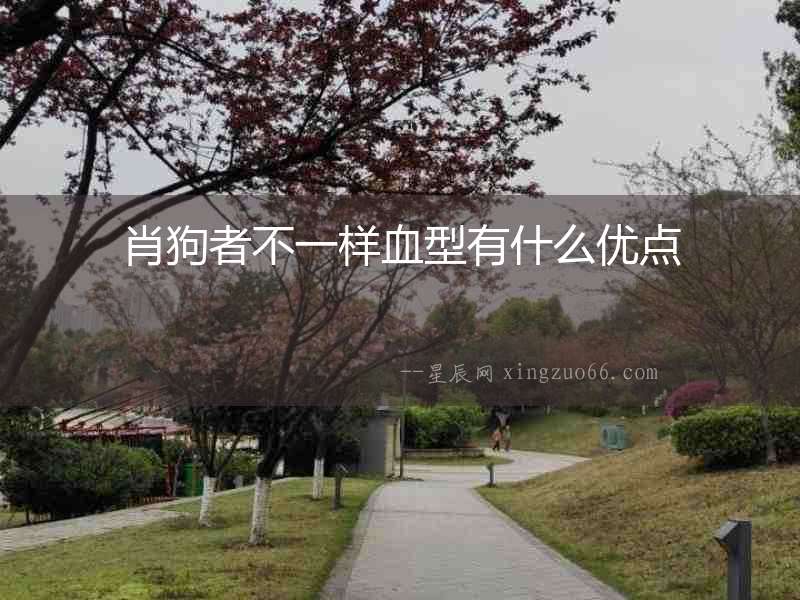 肖狗者不一樣血型有什么優點
