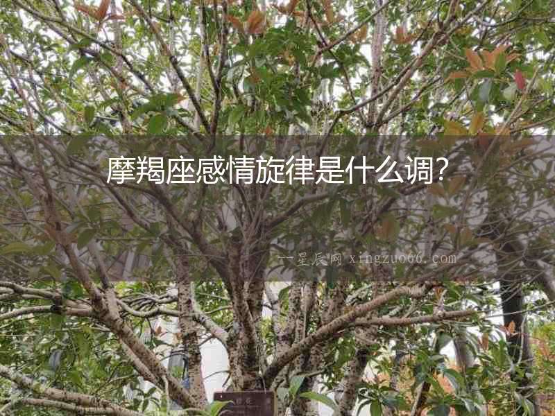 摩羯座感情旋律是什么調(diào)？