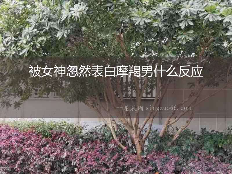 被女神忽然表白摩羯男什么反應(yīng)