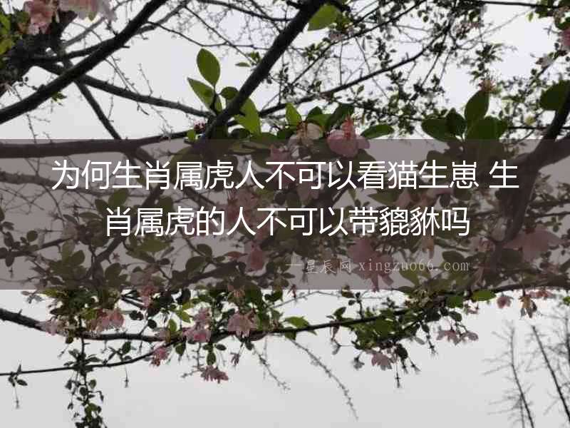 為何生肖屬虎人不可以看貓生崽 生肖屬虎的人不可以帶貔貅嗎