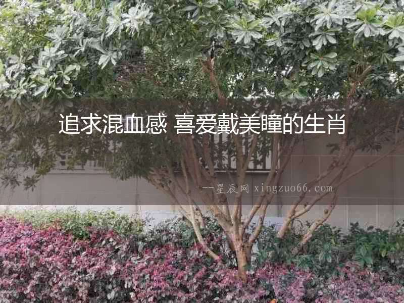 追求混血感 喜愛戴美瞳的生肖