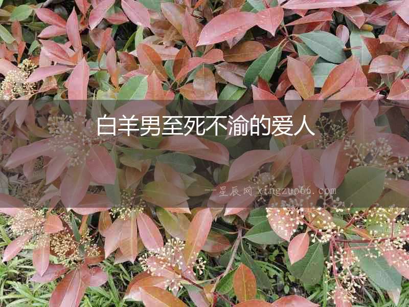 白羊男至死不渝的愛人