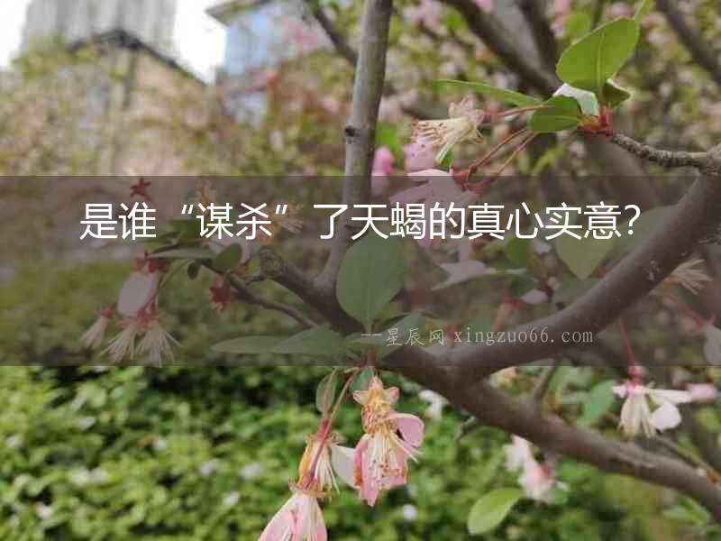 是誰“謀殺”了天蝎的真心實(shí)意？