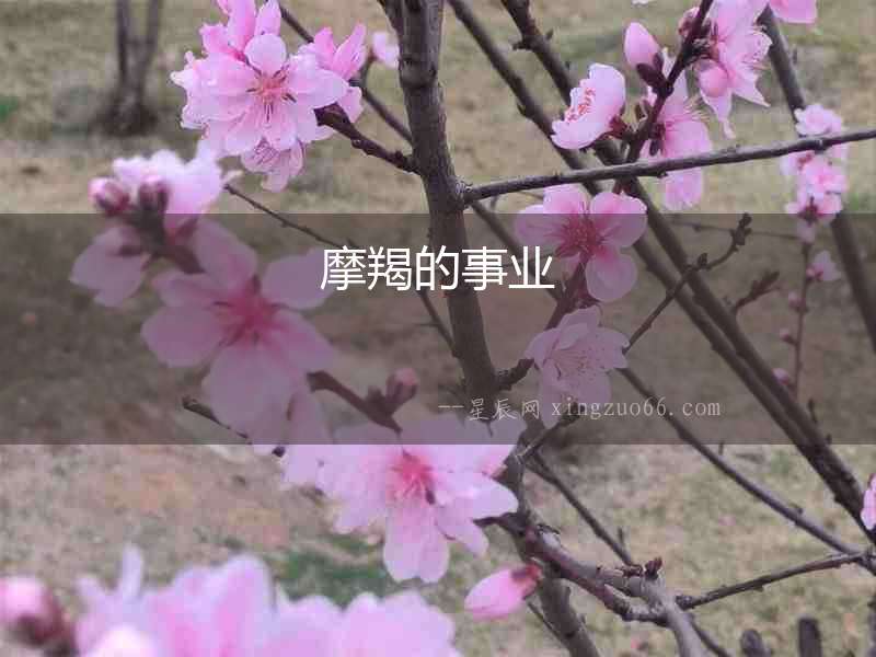 摩羯的事業(yè)