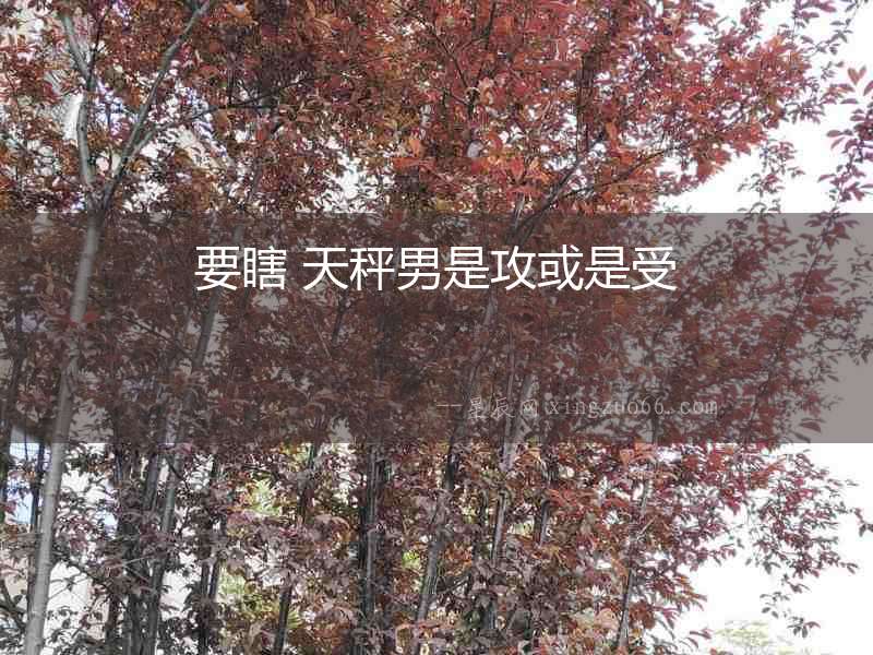 要瞎 天秤男是攻或是受