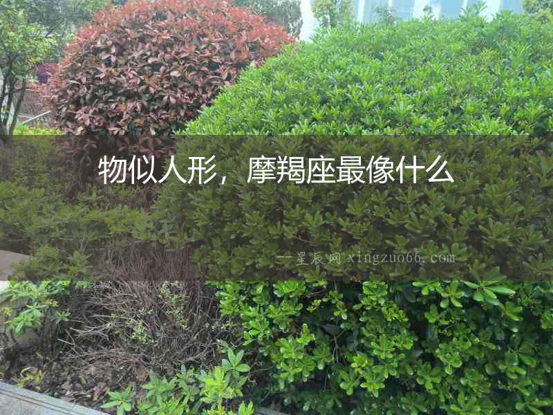 物似人形，摩羯座最像什么
