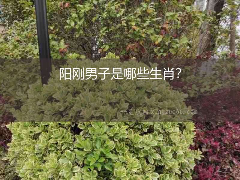 陽剛男子是哪些生肖？