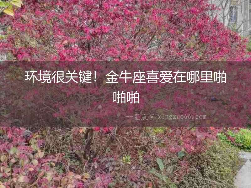 環境很關鍵！金牛座喜愛在哪里啪啪啪