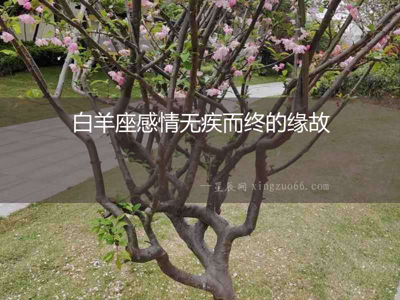 白羊座感情無(wú)疾而終的緣故