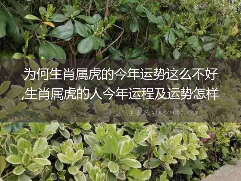 為何生肖屬虎的今年運勢這么不好,生肖屬虎的人今年運程及運勢怎樣