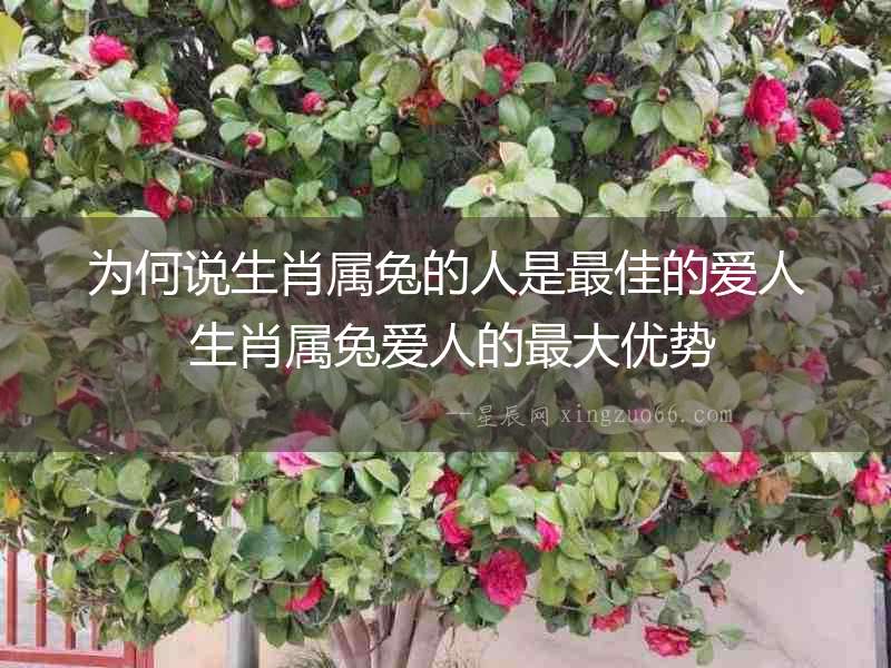 為何說生肖屬兔的人是最佳的愛人 生肖屬兔愛人的最大優勢