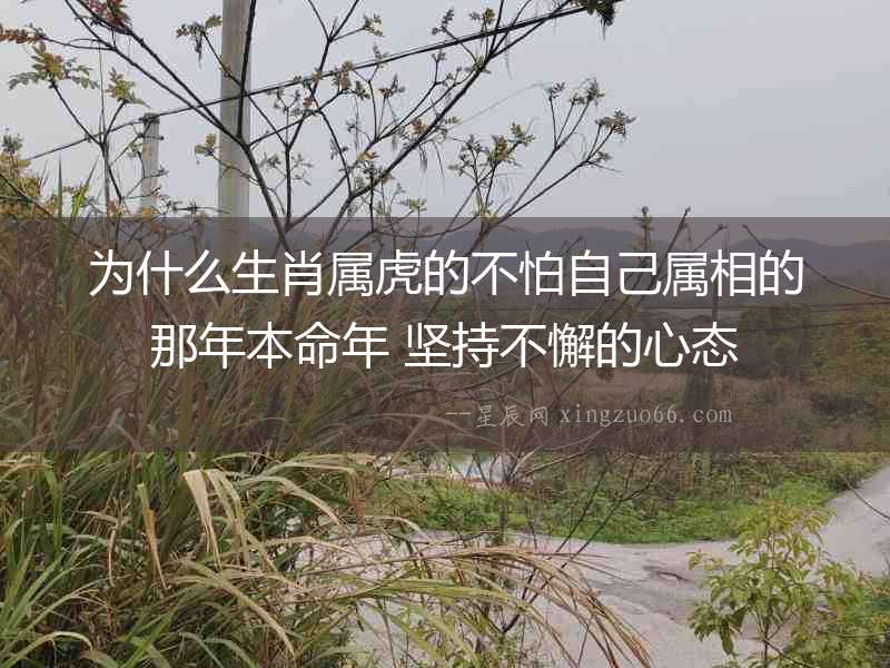 為什么生肖屬虎的不怕自己屬相的那年本命年 堅持不懈的心態