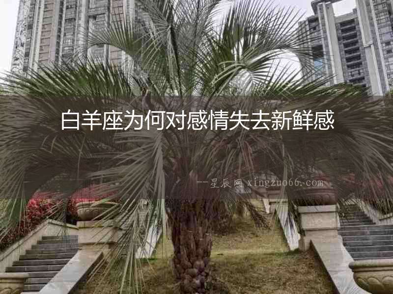 白羊座為何對(duì)感情失去新鮮感