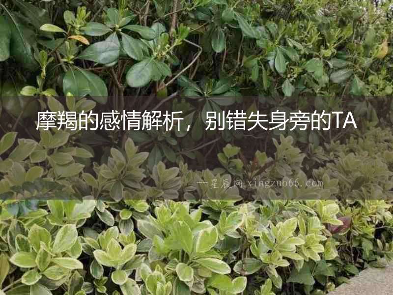 摩羯的感情解析，別錯(cuò)失身旁的TA