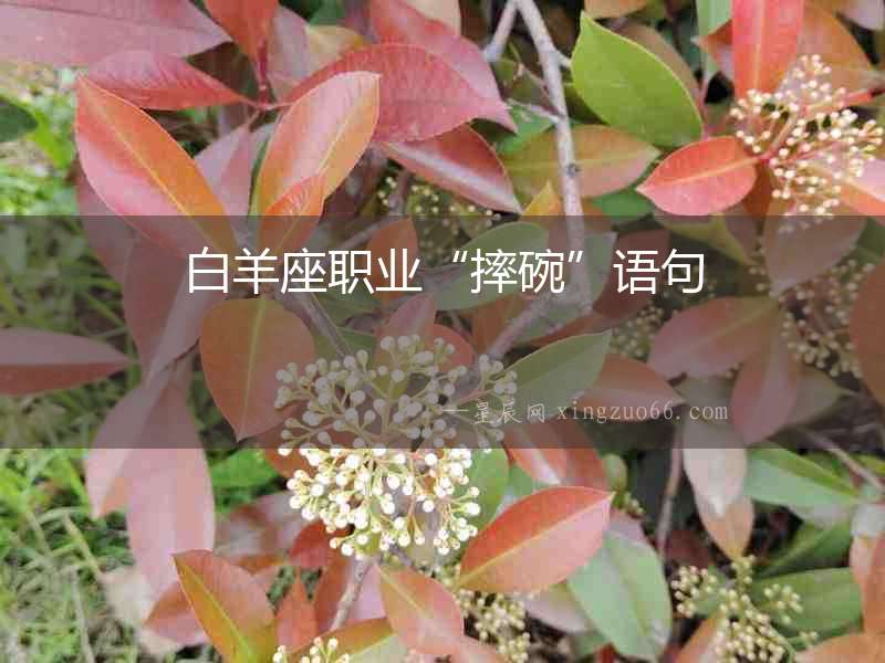 白羊座職業“摔碗”語句