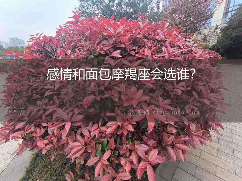 感情和面包摩羯座會選誰？