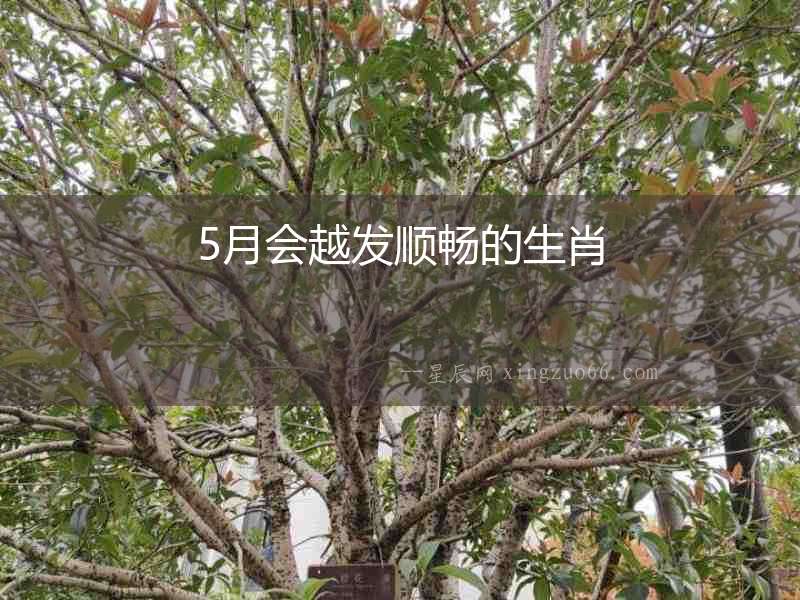 5月會越發(fā)順暢的生肖
