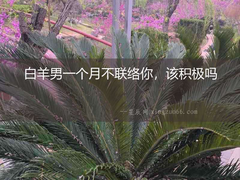 白羊男一個月不聯絡你，該積極嗎