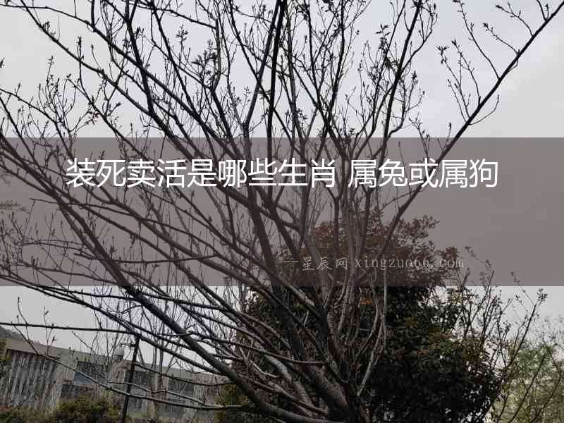 裝死賣活是哪些生肖 屬兔或?qū)俟? alt=