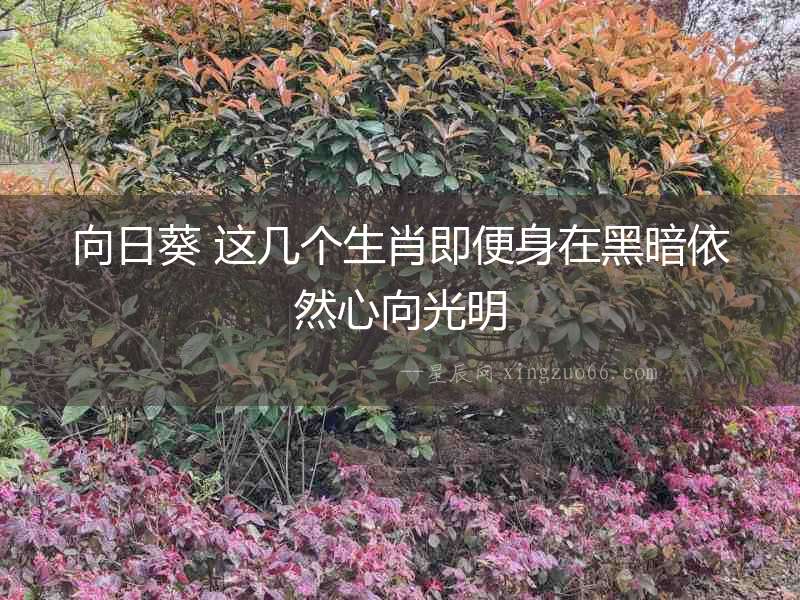 向日葵 這幾個生肖即便身在黑暗依然心向光明