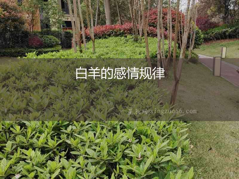 白羊的感情規律