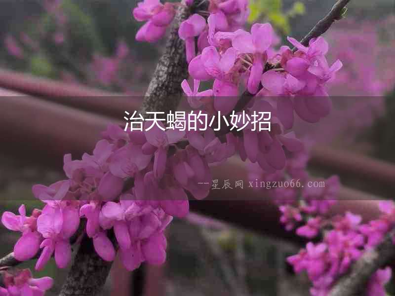 治天蝎的小妙招