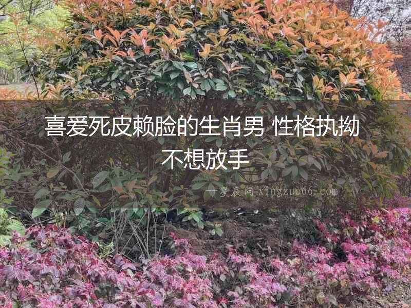 喜愛死皮賴臉的生肖男 性格執(zhí)拗 不想放手