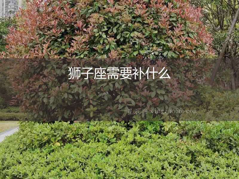 獅子座需要補什么