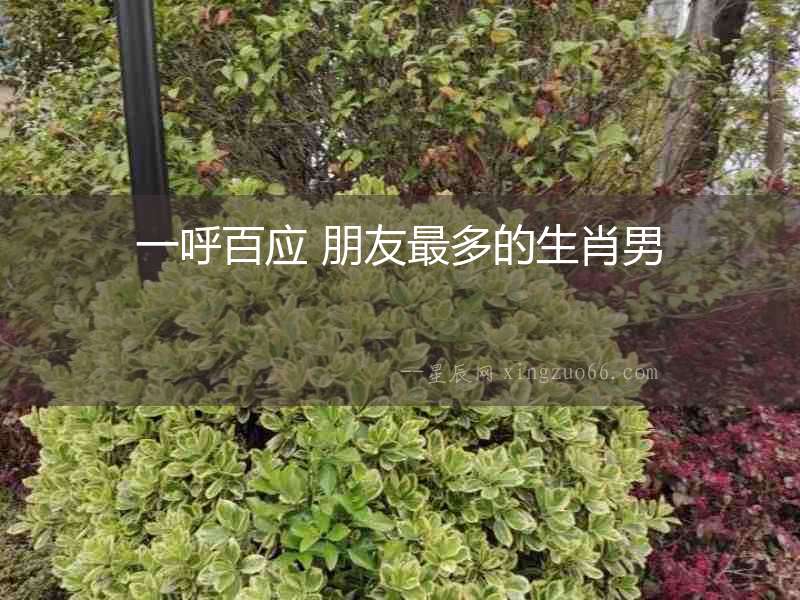 一呼百應 朋友最多的生肖男