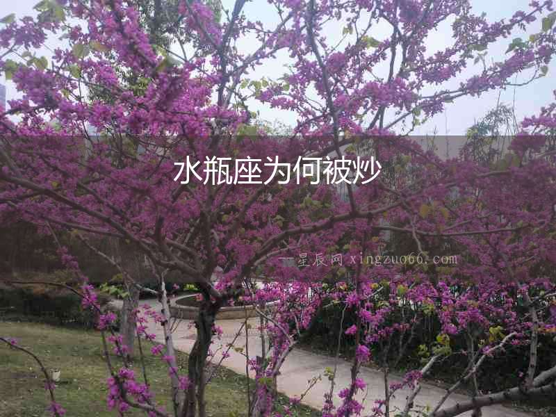 水瓶座為何被炒