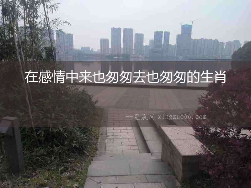 在感情中來也匆匆去也匆匆的生肖