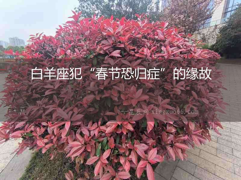 白羊座犯“春節(jié)恐歸癥”的緣故