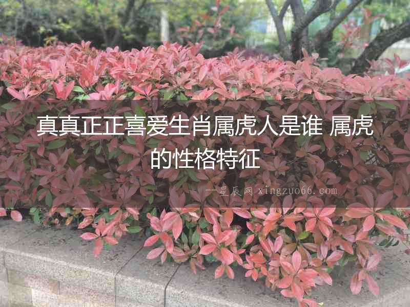 真真正正喜愛(ài)生肖屬虎人是誰(shuí) 屬虎的性格特征