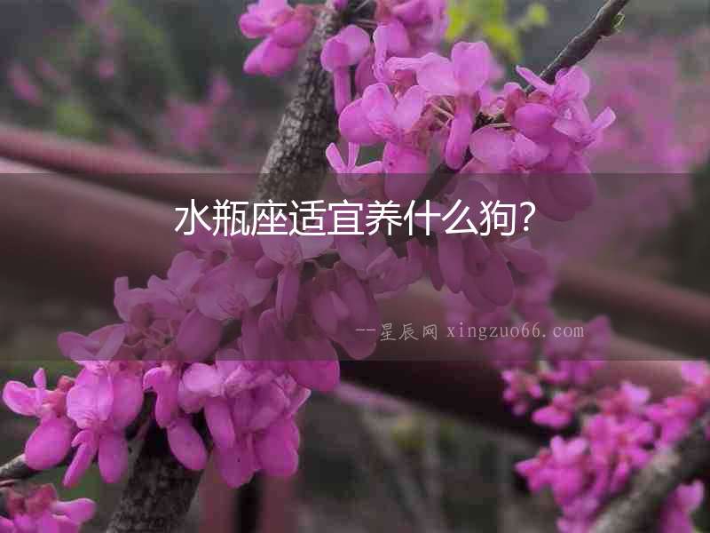 水瓶座適宜養什么狗？