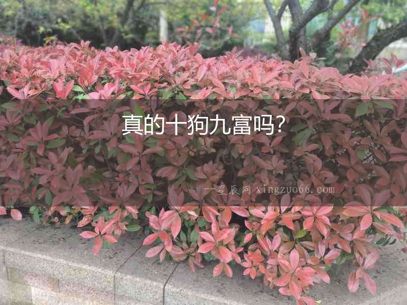 真的十狗九富嗎？
