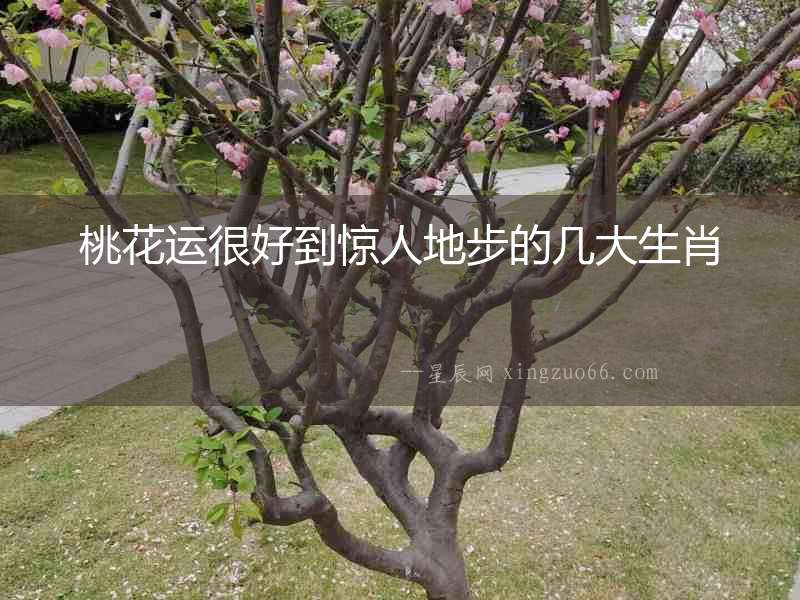 桃花運很好到驚人地步的幾大生肖