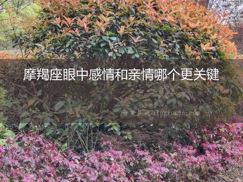 摩羯座眼中感情和親情哪個(gè)更關(guān)鍵