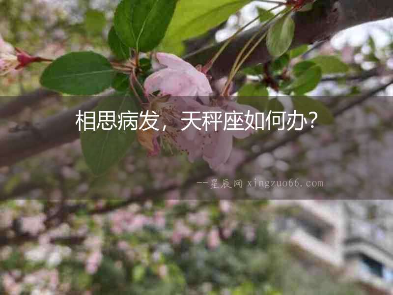 相思病發(fā)，天秤座如何辦？