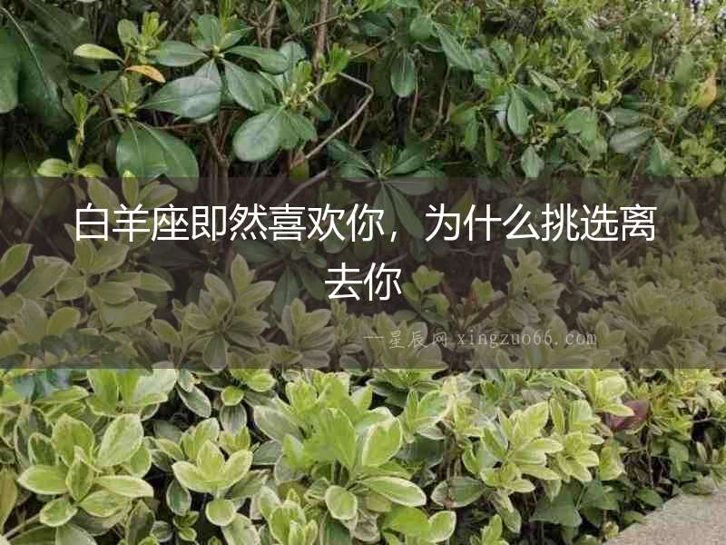 白羊座即然喜歡你，為什么挑選離去你