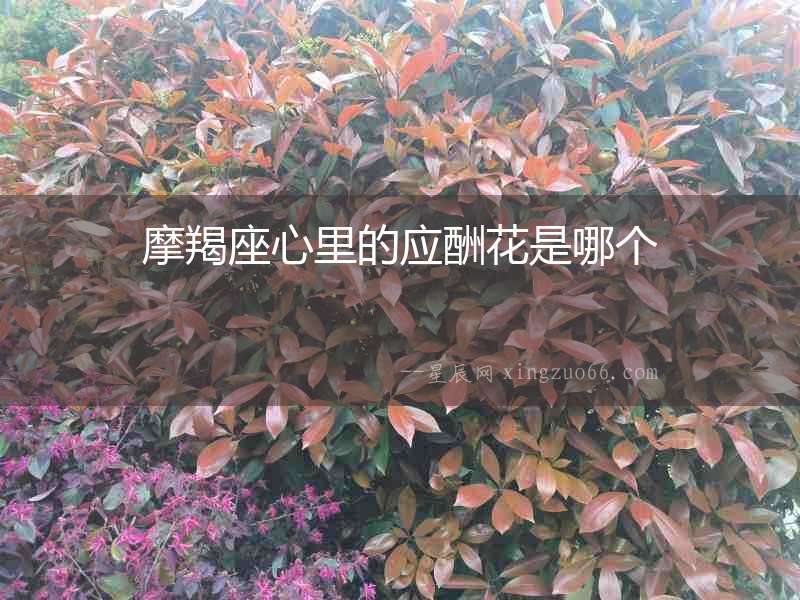 摩羯座心里的應(yīng)酬花是哪個
