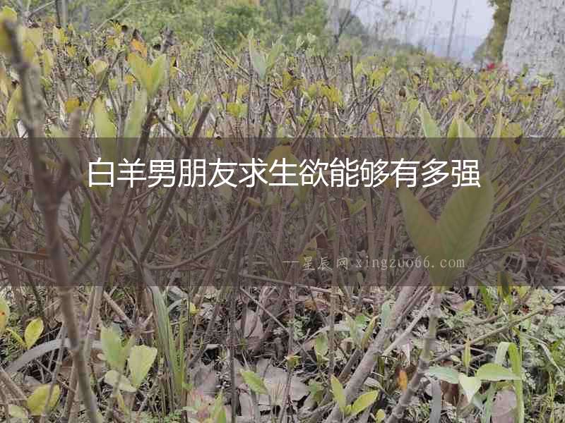 白羊男朋友求生欲能夠有多強(qiáng)