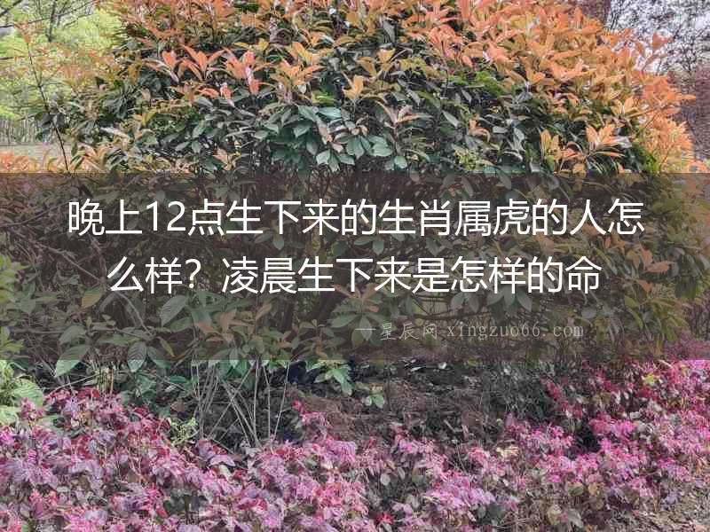 晚上12點生下來的生肖屬虎的人怎么樣？凌晨生下來是怎樣的命