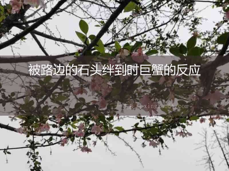 被路邊的石頭絆到時巨蟹的反應
