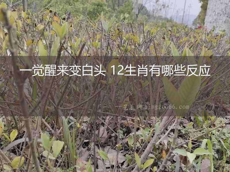 一覺醒來變白頭 12生肖有哪些反應(yīng)