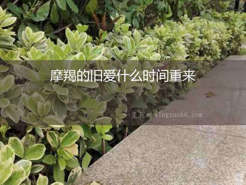 摩羯的舊愛什么時間重來